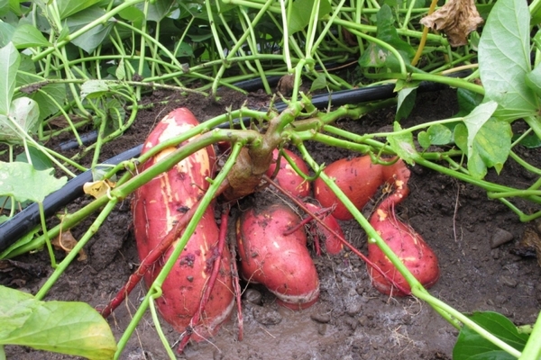 От Delmar до Varus: История успеха батата на прилавках украинских супермаркетов