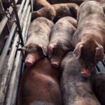 Макроэкономический сбой в агросекторе ЕС: новый парвовирус свиней в Нидерландах рушит экспортные стандарты качества