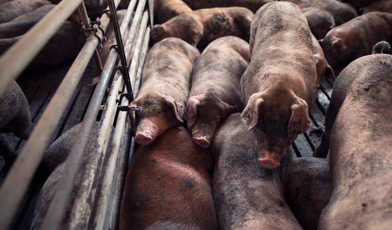 Макроэкономический сбой в агросекторе ЕС: новый парвовирус свиней в Нидерландах рушит экспортные стандарты качества