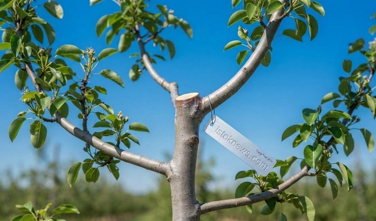 Перевод на боковую ветку: как сделать дерево удобным и урожайным