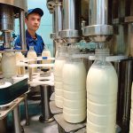 Головки выдержанного сыра на деревянных стеллажах в специализированном хранилище