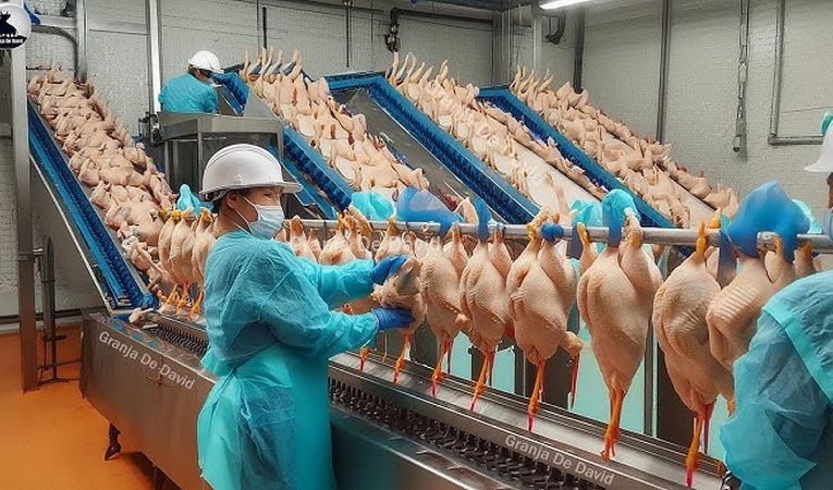 Рекордные показатели агропрома: мировое производство мяса превысило 360 миллионов тонн