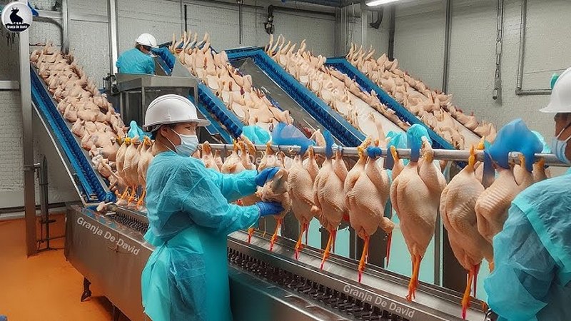 Рекордные показатели агропрома: мировое производство мяса превысило 360 миллионов тонн
