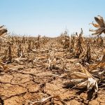 Поле с поврежденными засухой початками кукурузы на фоне чистого неба