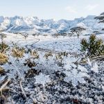 Заснеженный холм в африканской саванне с силуэтами редких акаций