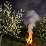 Густая дымовая завеса от дымной кучи, обволакивающая цветущие деревья яблони в весеннем саду ночью.