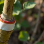 Узкое кольцо снятой коры у основания боковой ветви яблони, подготовленное для обмотки пленкой.