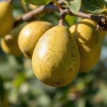 Завязи молодой груши, очищенные от липкого налета медяницы, на ветке садово-опытной станции.