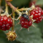 Сочная спелая малина на ветке без повреждений личинками малинного жука.